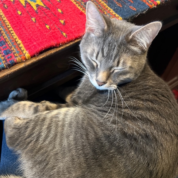 Meet your Posher, Lauren - Picture 1 of 1